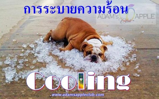 Stay Cool Cooling Adams Apple Club CNX