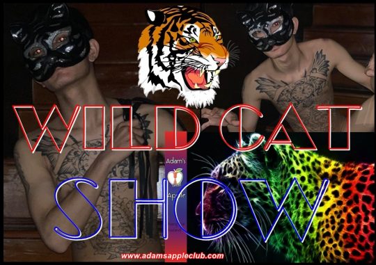 Wild Cat Show Adams Apple Club