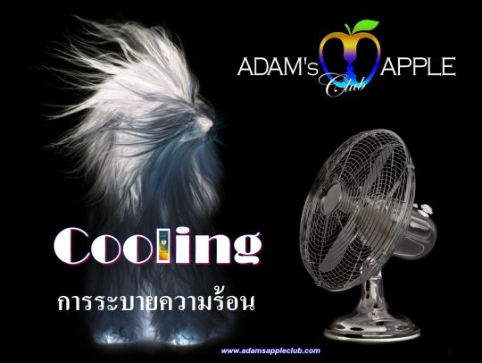 Cool off in our Nightclub in Chiang Mai Gay Bar, North of Thailand. Don’t miss our amazing Live Shows in Chiang Mai @ Adams Apple Club
