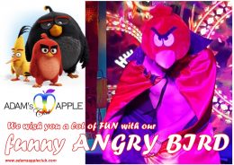 Angry Bird performance Adams Apple Club Chiang Mai, Thailand. Angry Bird Show unique and amazing only in our Show Bar