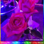 เชียงใหม่ – "กุหลาบเวียงพิงค์" ที่บานสะพรั่งในยามค่ำคืน