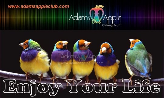 Be yourself Adams Apple Club Chiang Mai 