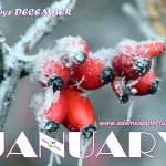 Hello January 2019 Adams Apple Club Chiang Mai