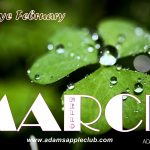 Adams Apple Club Chiang Mai MARCH 2019