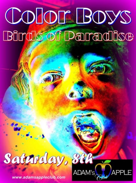 Color Boys - Birds of Paradise Adams Apple Club