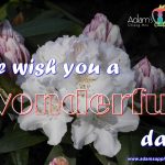 We wish you a wonderful day! Adams Apple Club