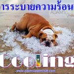 Cool off in our Nightclub in Chiang Mai Gay Bar, North of Thailand. Don’t miss our amazing Live Shows in Chiang Mai @ Adams Apple Club