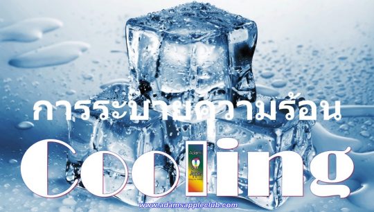 Cool off in our Nightclub in Chiang Mai Gay Bar, North of Thailand. Don’t miss our amazing Live Shows in Chiang Mai @ Adams Apple Club