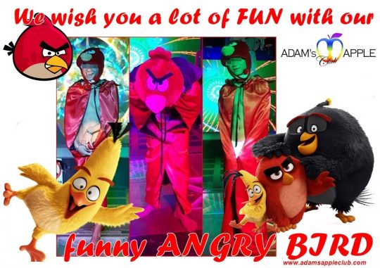 Angry Bird performance Adams Apple Club Chiang Mai, Thailand. Angry Bird Show unique and amazing only in our Show Bar