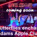 Colorful butterflies visit Adam's Apple Club Chiang Mai, Thailand - our new show will inspire you soon, unique and incredibly beautiful