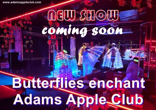 Colorful butterflies visit Adam's Apple Club Chiang Mai, Thailand - our new show will inspire you soon, unique and incredibly beautiful