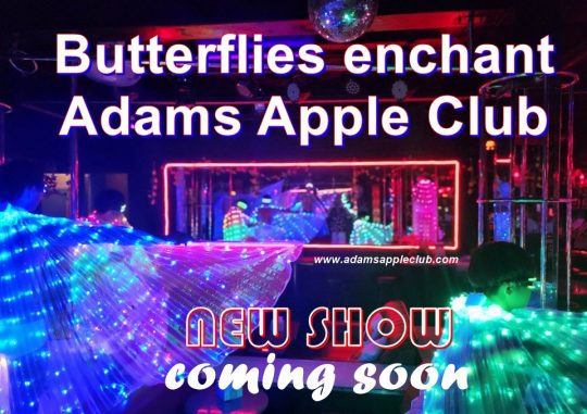 Butterflies enchant Adams Apple Club Chiang Mai, Thailand - our new show will inspire you soon, unique and incredibly beautiful