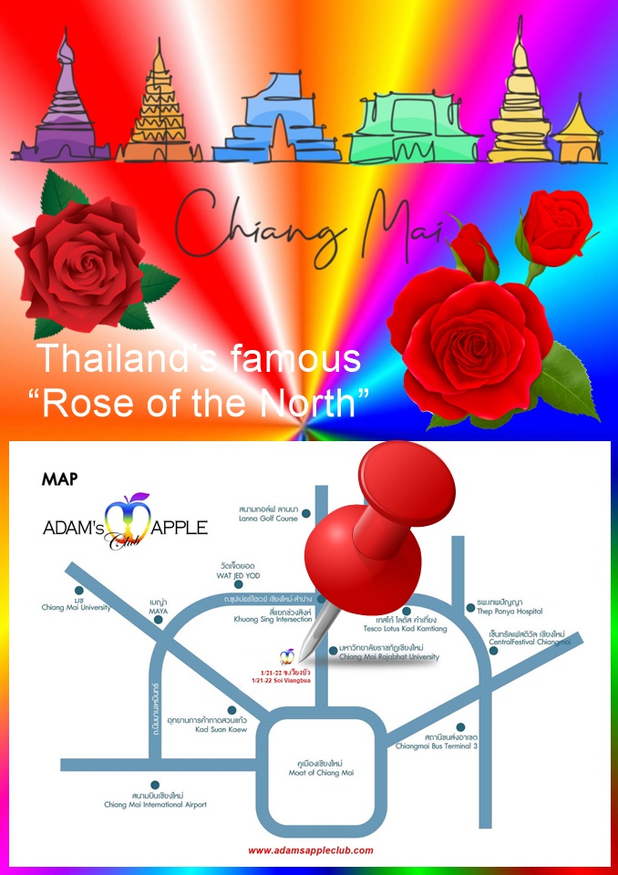 Famous Rose of the North Chiang Mai Northern Thailand