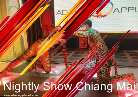 Nightly Show Chiang Mai - Adams Apple Club the prominent nightly live show takes place every evening at 10 p.m.