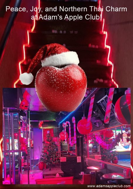 The pre-Christmas season is sparkling at Adams Apple Club in Chiang Mai! Peace, Joy, and Northern Thai Charm at Adam's Apple Club!