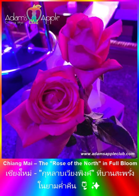 Chiang Mai – The "Rose of the North" in Full Bloom 🌹✨Did you know that Chiang Mai is affectionately known as the "Rose of the North"?