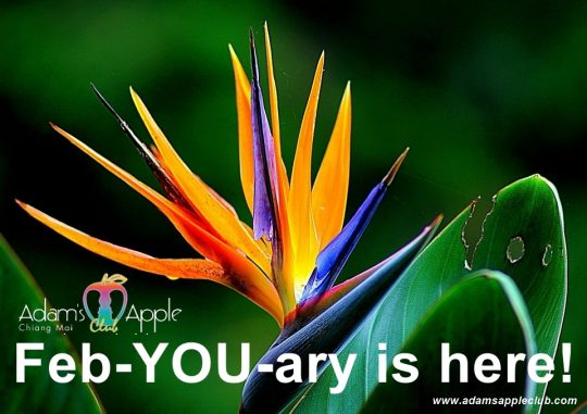 HELLO FEBRUARY 2026! Welcome to the Nightclub of Happiness! Experience the magic of the longest-running show bar in Northern Thailand!