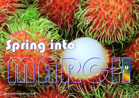 Welcome MARCH 2026 Adams Apple Club Chiang Mai. Exotic shows, world-class performers, and the best vibes in the North.