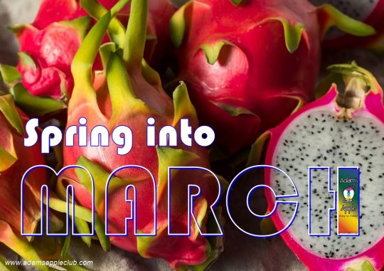 Welcome MARCH 2026 Adams Apple Club Chiang Mai. Exotic shows, world-class performers, and the best vibes in the North.