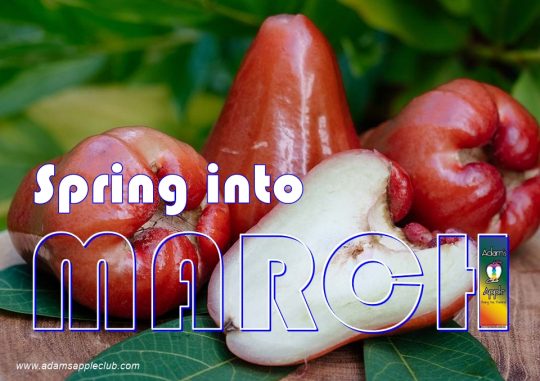 Welcome MARCH 2026 Adams Apple Club Chiang Mai. Exotic shows, world-class performers, and the best vibes in the North.