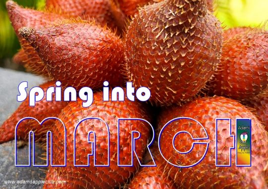 Welcome MARCH 2026 Adams Apple Club Chiang Mai. Exotic shows, world-class performers, and the best vibes in the North.