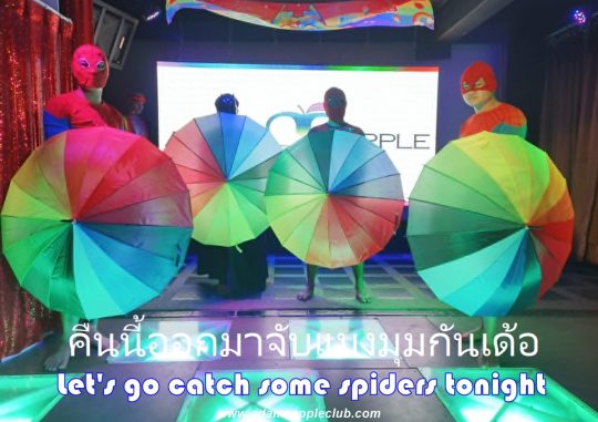 Let's go spider catching - Adam's Apple Club Chiang Mai Who is joining the hunt? Adams Apple Club Chiang Mai is the place to be!